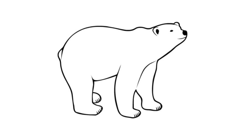 Рисование белый медведь