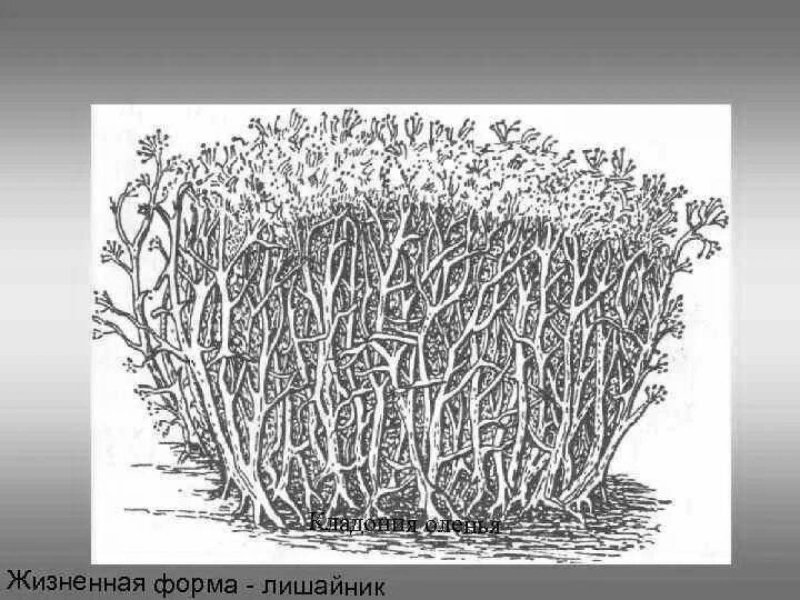 Олений лишайник (кладония).
