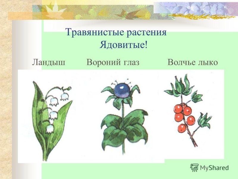 Ядовитые растения Волчье лыко и Вороний глаз