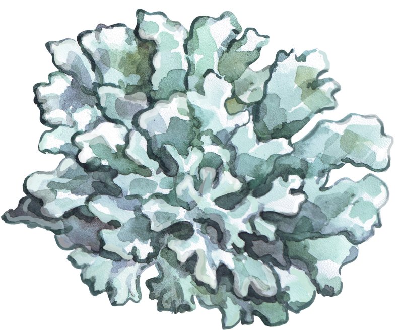 Пармелия бороздчатая (Parmelia sulcata)