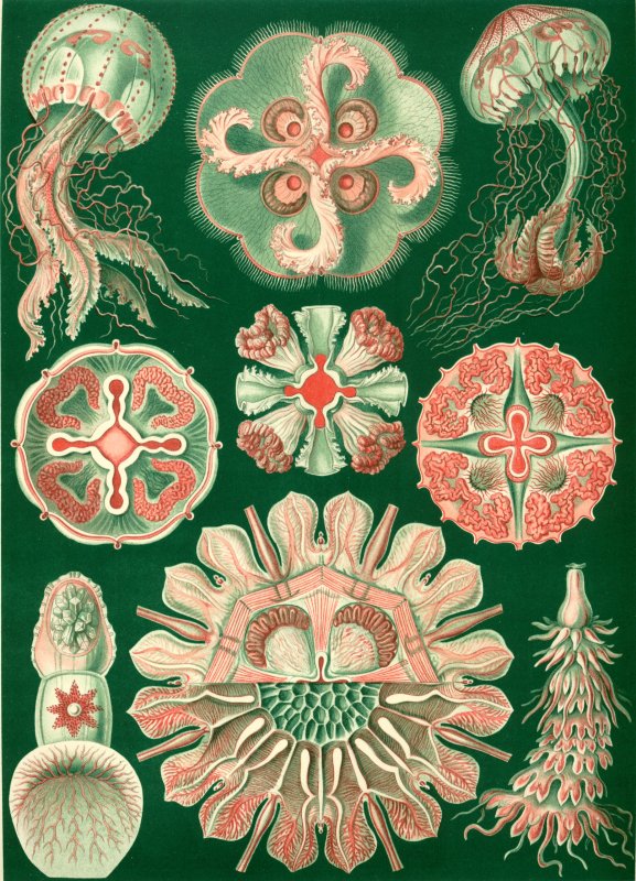 Эрнст Геккель Kunstformen der Natur, 1904