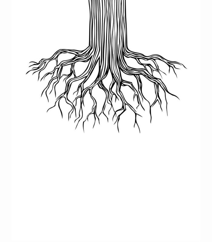 Корни дерева