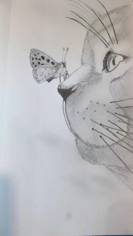 Нос кота