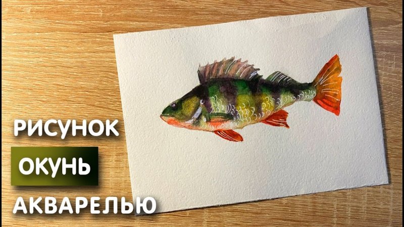 Окунь акварель