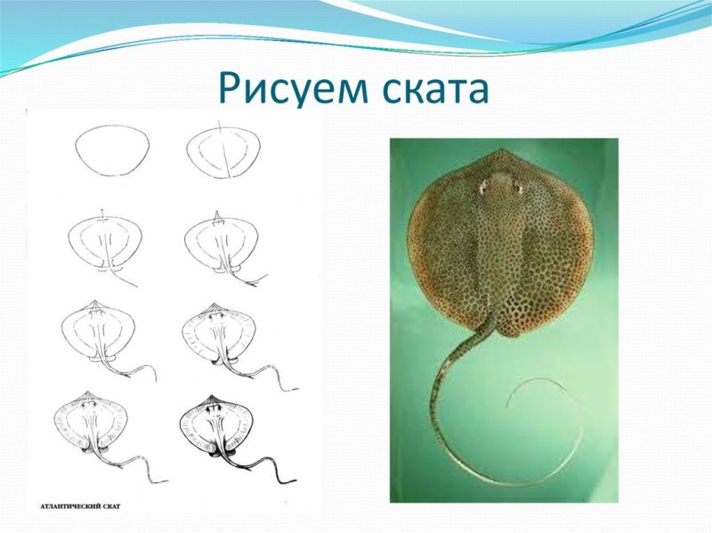 Скат рисунок