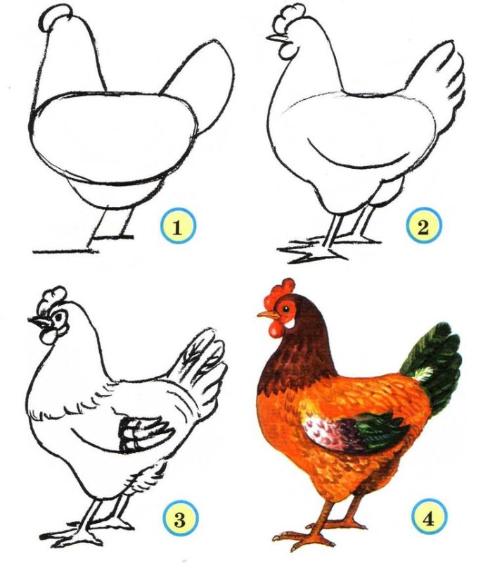 Рисунок курицы для срисовки
