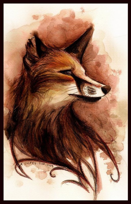 лисы кульпео фокс