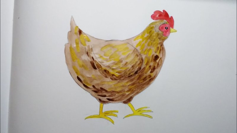 Курица рисунок