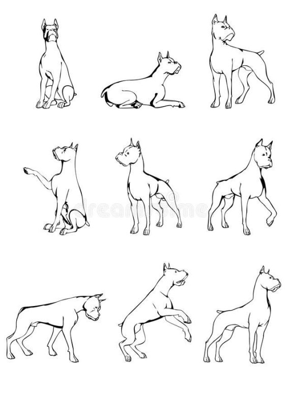 Собака вид спереди и сбоку