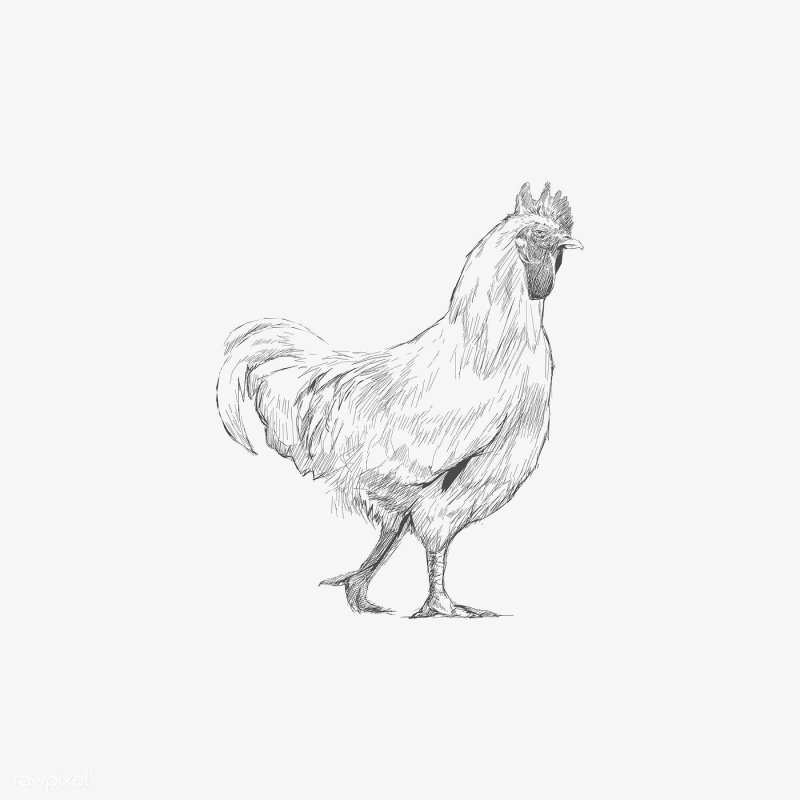 Курица эскиз