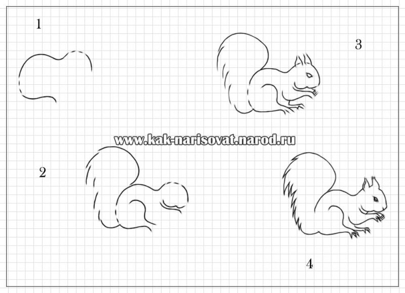 рисуем белку поэтапно для детей