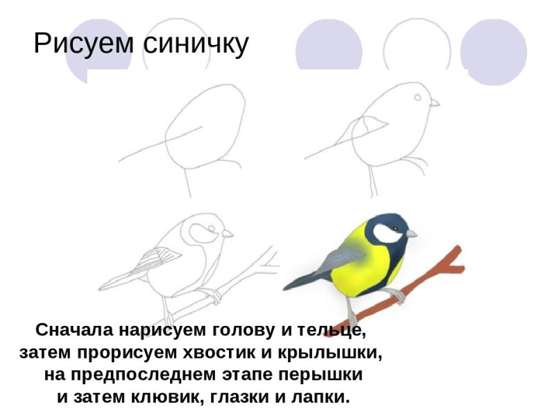 Рисунок синички пошагово