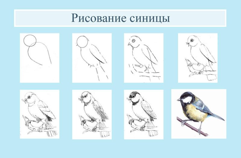 Поэтапное рисование синички