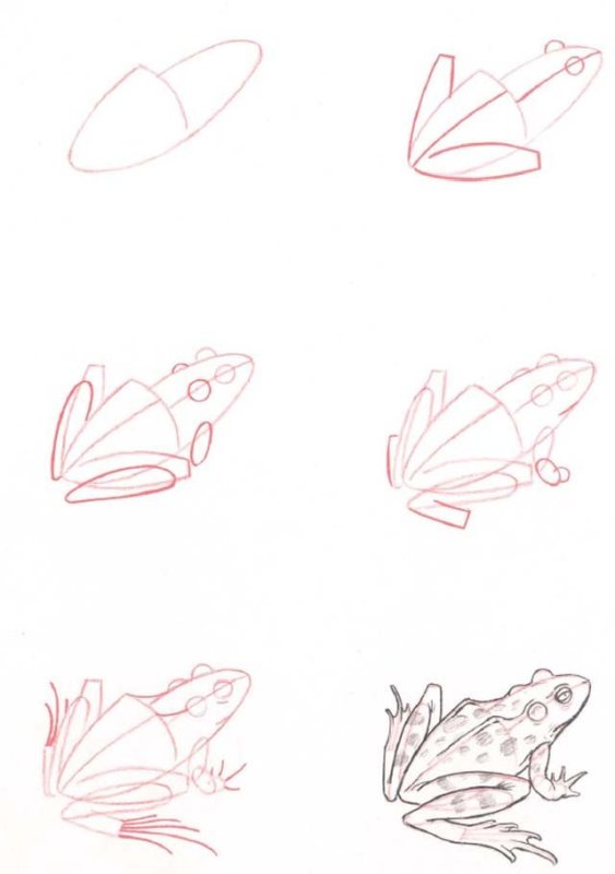 Поэтапный рисунок лягушки