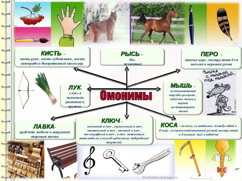 Слова омонимы примеры