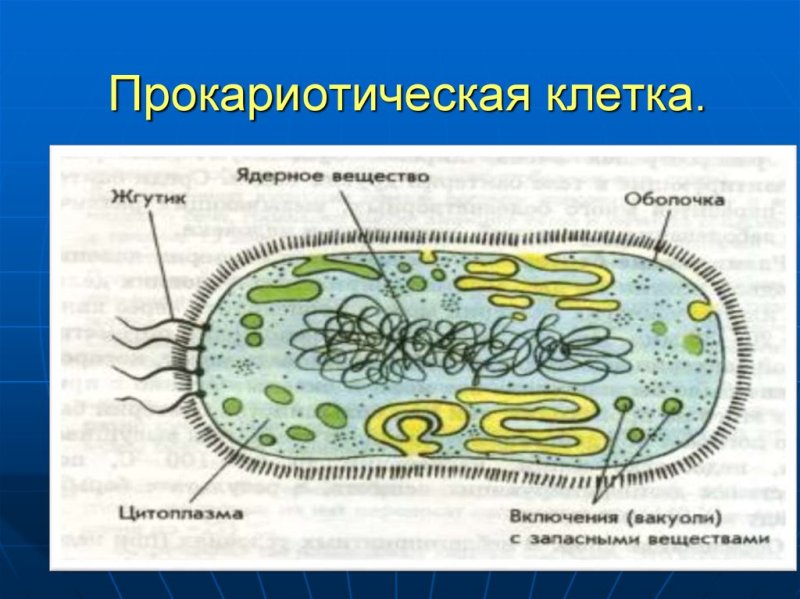 строение клетки прокариотическая клетка