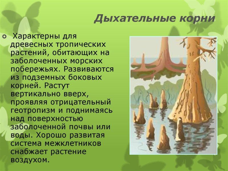 Дыхательные корни болотного кипариса