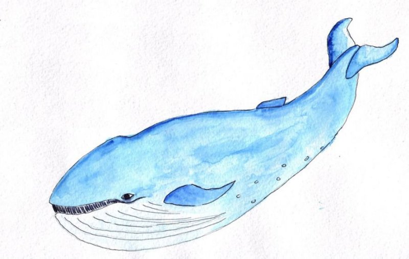 Синий кит рисунок карандашом