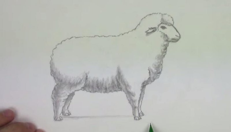 Рисунок овцы для срисовки
