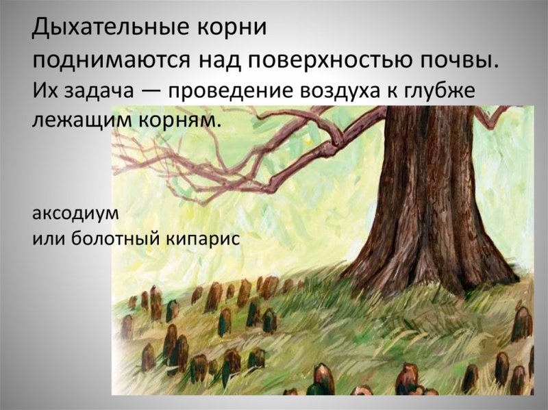 Ива ломкая дыхательные корни