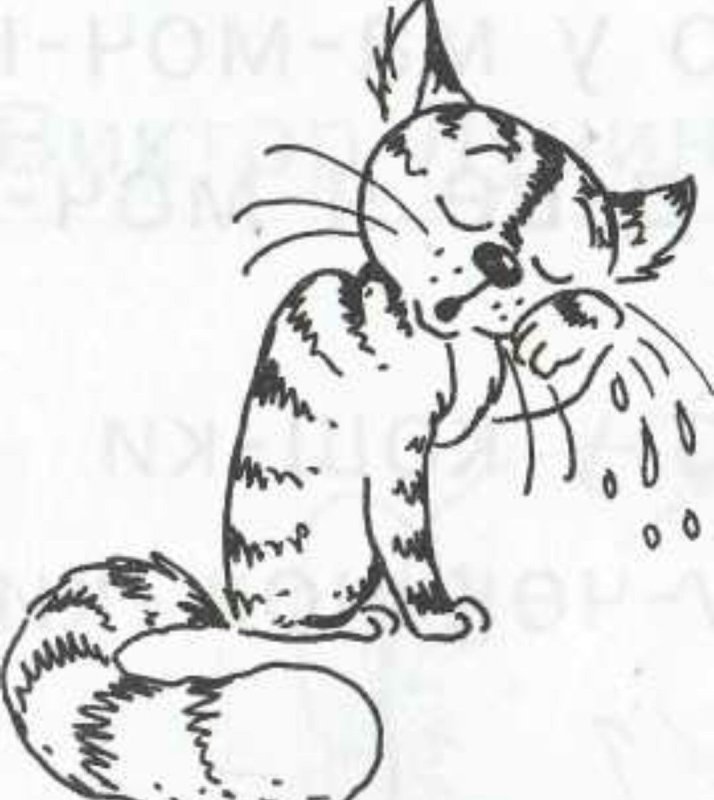 Кот наплакал иллюстрация