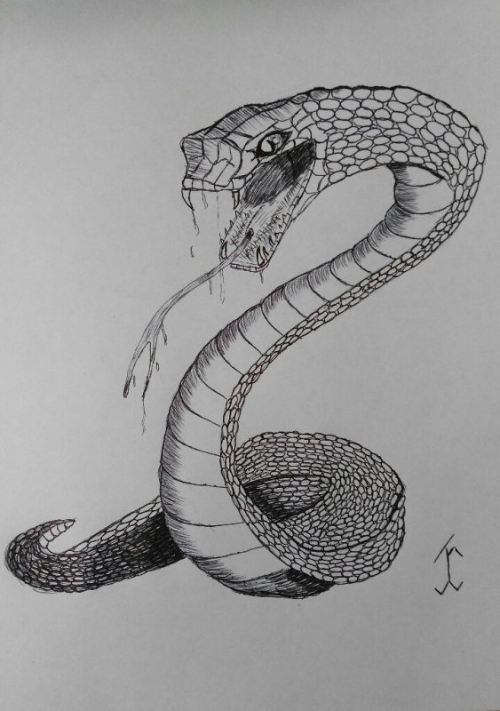 Рисунки змей для срисовки
