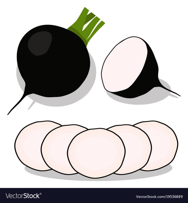 Редька рисунок