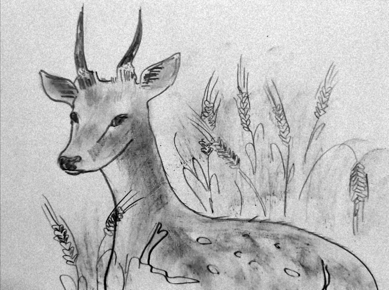 Косуля рисунок