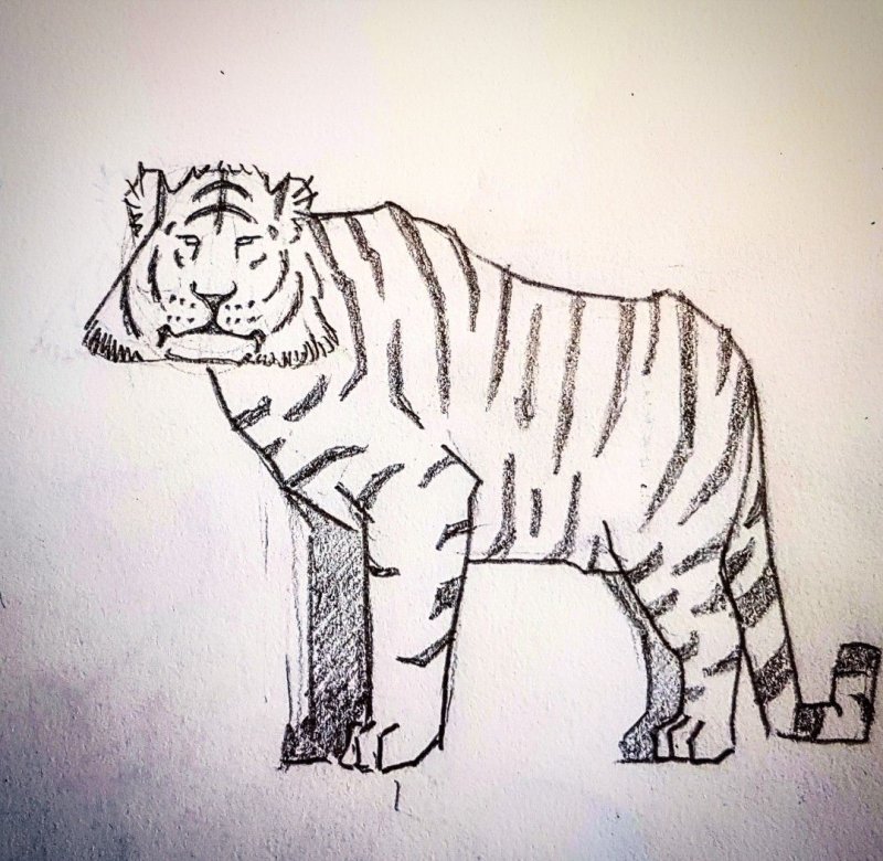 тигр для рисования