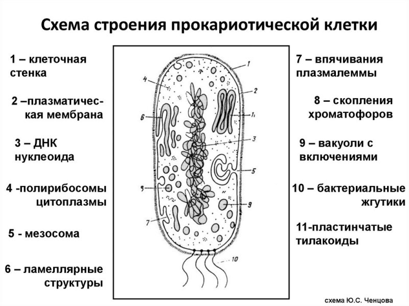 10. Строение прокариотической клетки