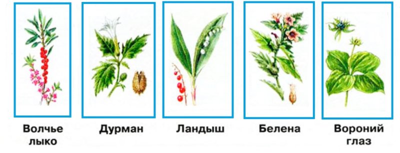 Ядовитые растения рисунки и названия