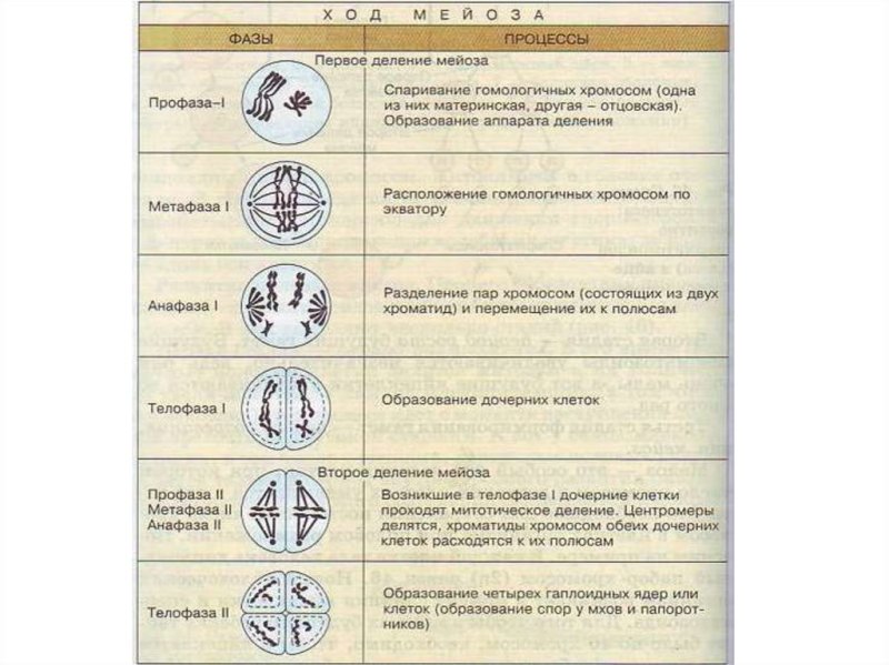 Таблица фазы мейоза редукционное деление