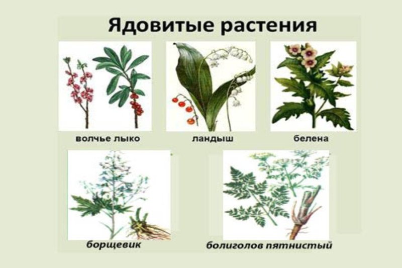 Опасные ядовитые растения