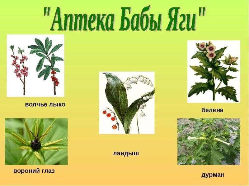 Вороний глаз ядовитое растение