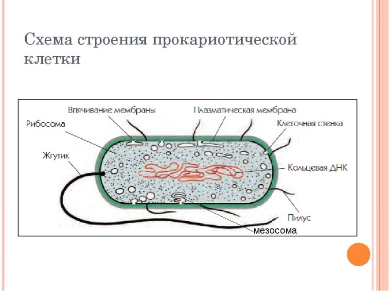 Зарисовать строение прокариотической клетки.