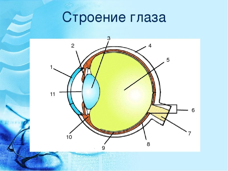 Внутреннее строение глаза анатомия