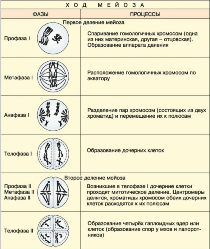 Второе деление мейоза таблица
