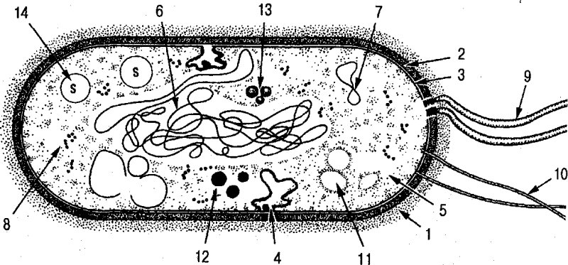 Строение клетки прокариот бактерии
