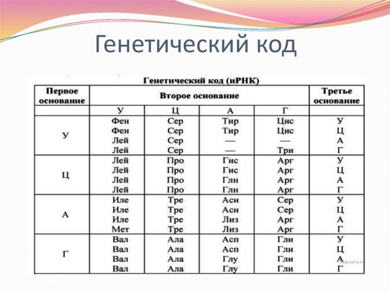 Кодоны информационной РНК таблица