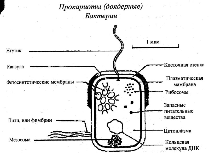 Строение прокариотической кл