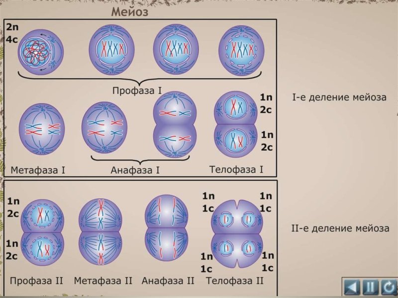 Профаза мейоза 2