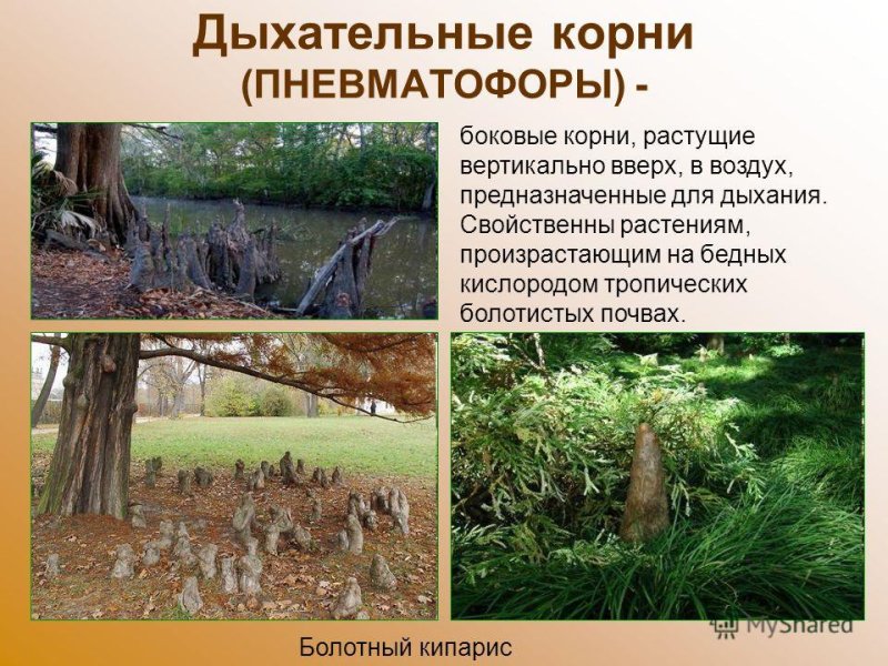 Пневматофоры болотного кипариса