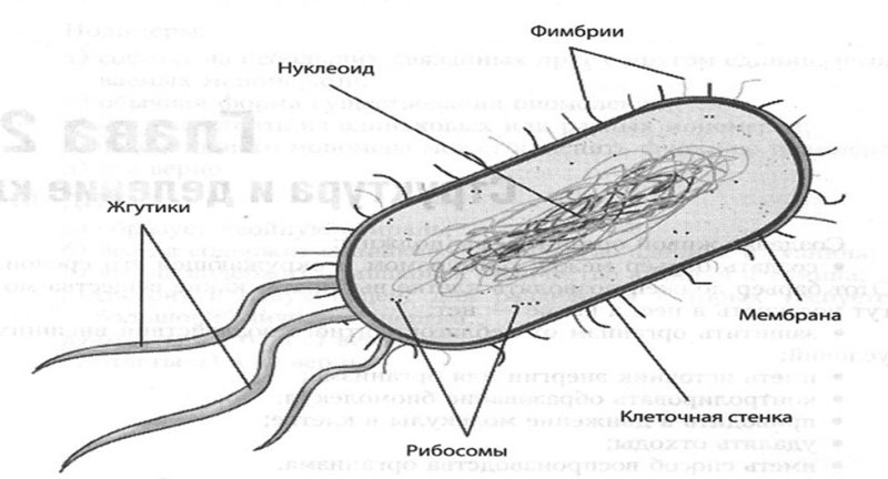 Кишечная палочка строение клетки