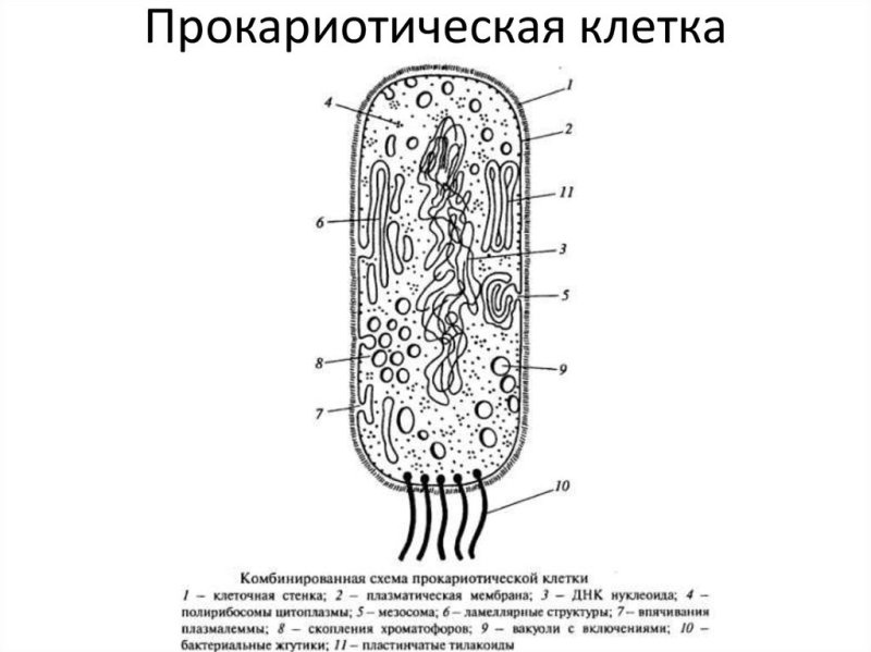 Схема строения прокариотической бактериальной клетки
