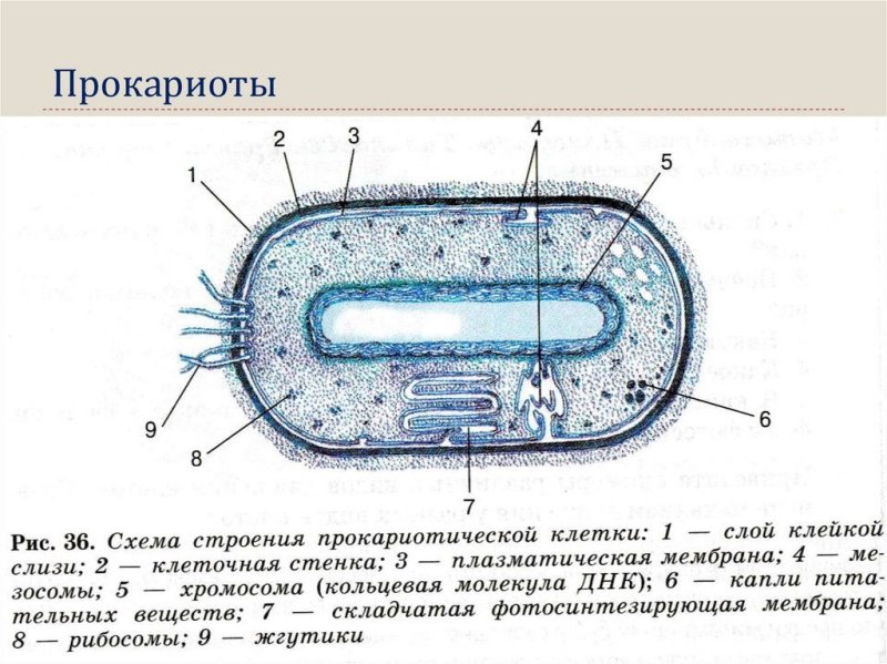Строение бактериальной клетки прокариот