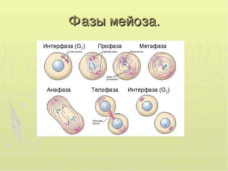 Мейоз 1 схема по фазам