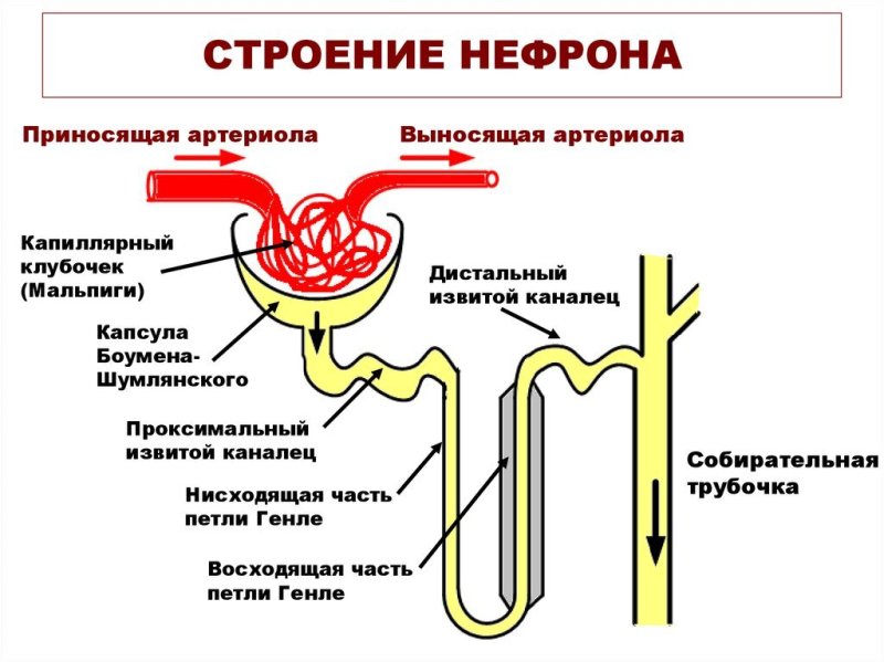 Строение почки нефрон строение