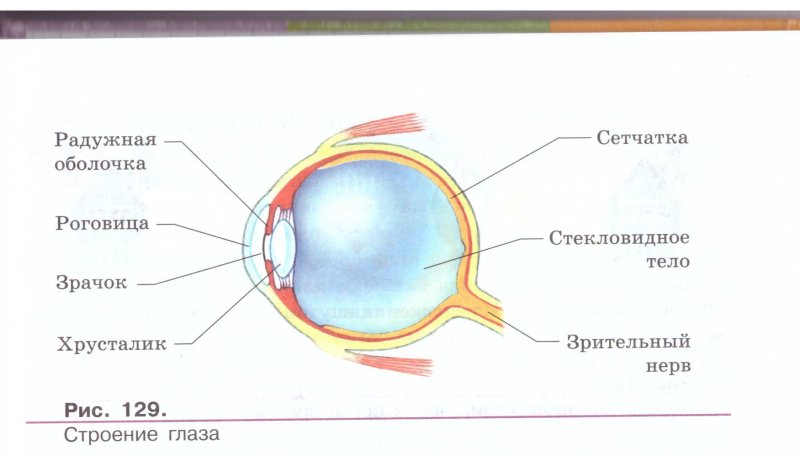 строение глаза
