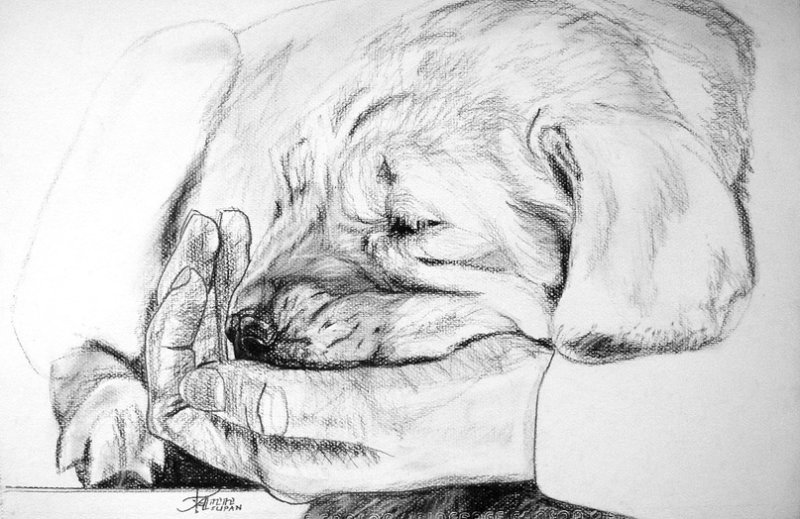 Рисунок собаки для срисовки