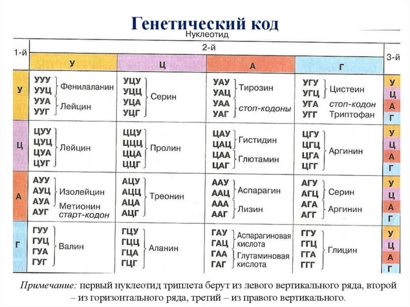 Таблица триплетов генетического кода и РНК